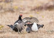 Birkhahnbalz - Black Grouse Courtship